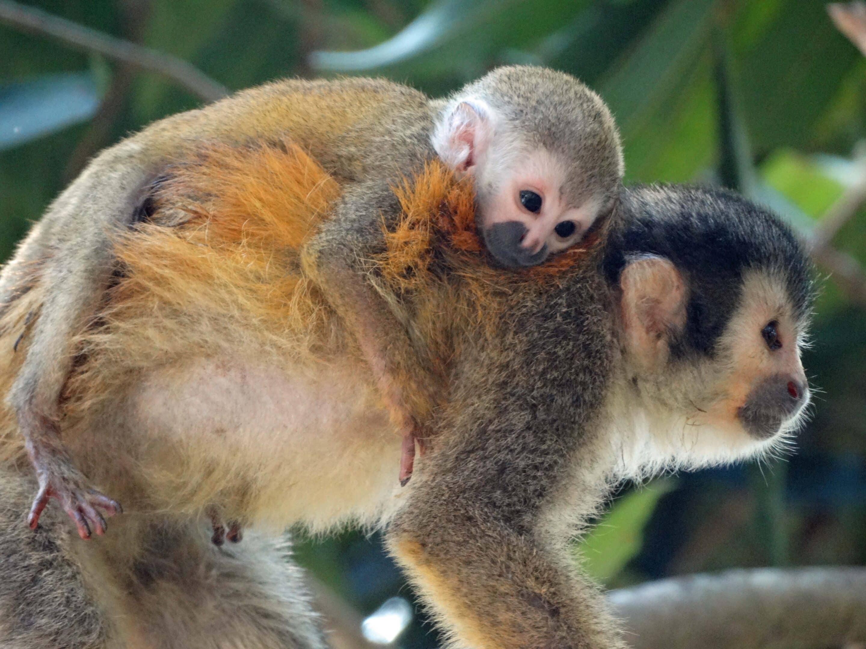 Mother’s Day in Costa Rica isn’t in May